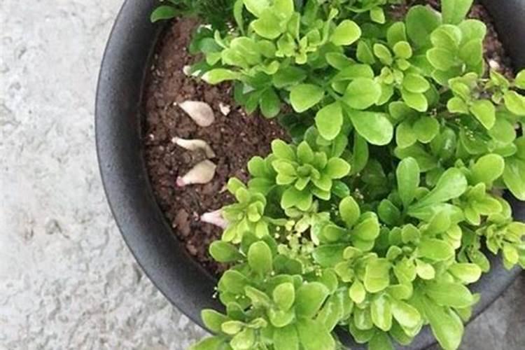 月季花谢后如何施肥