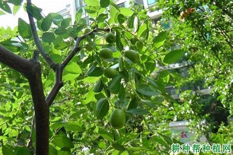 青尖椒和螺丝椒哪个辣