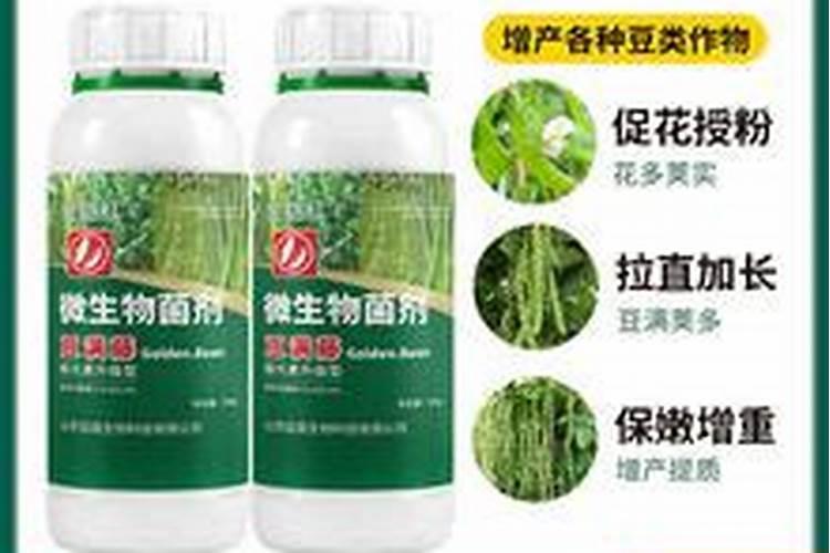 田间四季豆开花和结果可以施肥吗