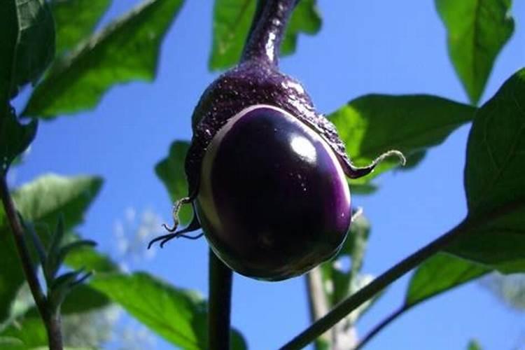茄子出现紫花是怎么回事？茄子出现紫花的原因？