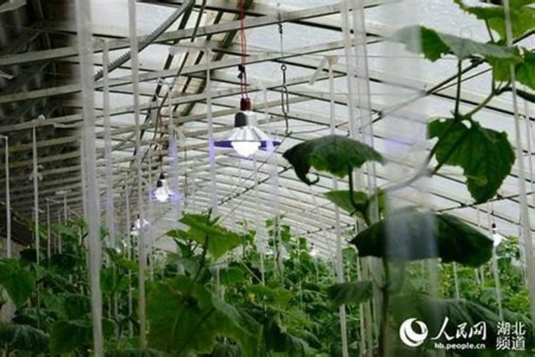 应对雾霾天气确保蔬菜正常生长
