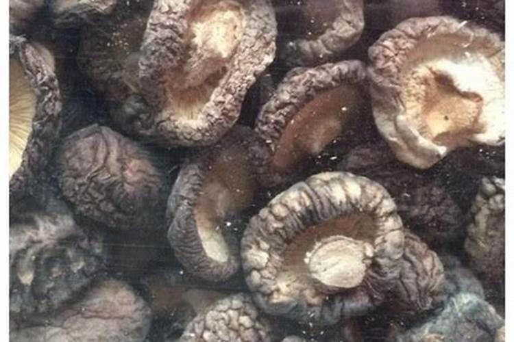 香菇绿霉菌防治攻略：从预防到治理的全面指南