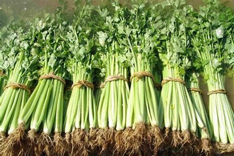 日光温室芹菜根结线虫防治全攻略