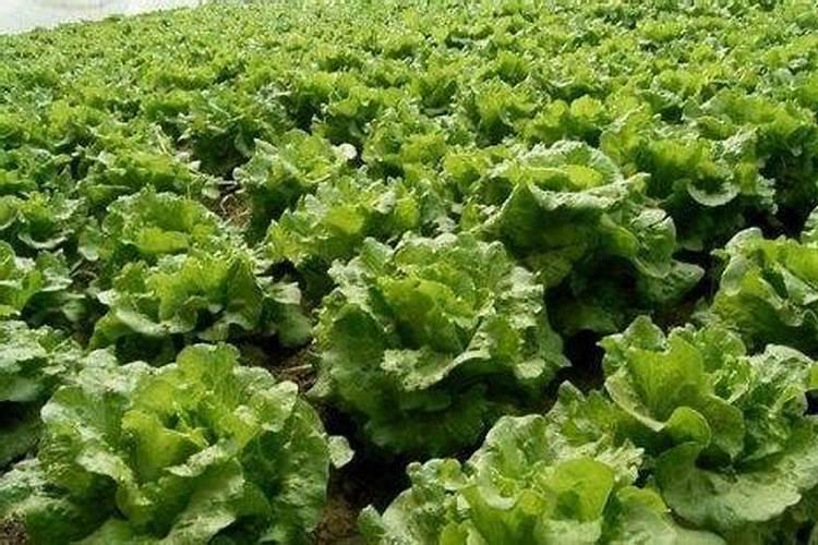逆境中的生机：生菜在高温下的种植挑战与解决之道