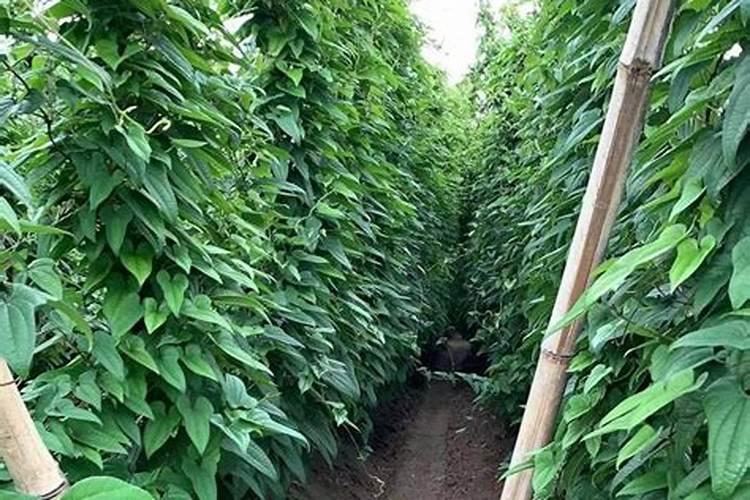 山药之形：掌握预防畸形的关键策略