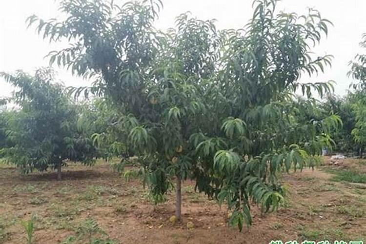 桃树缺铁的原因是什么？种植桃树如何预防缺铁？