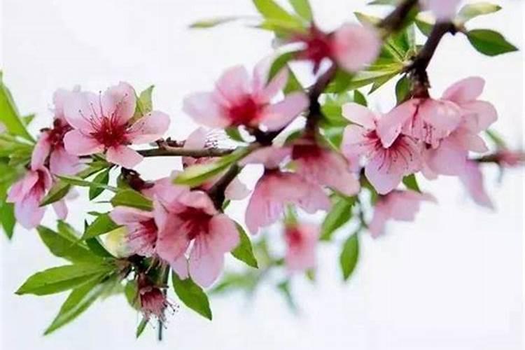 桃之夭夭：落花后的守护