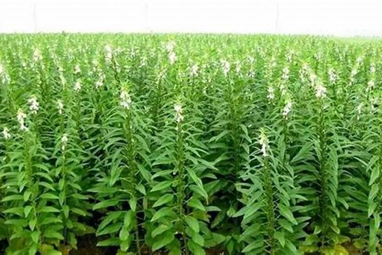 芝麻种植：追肥的技术要领