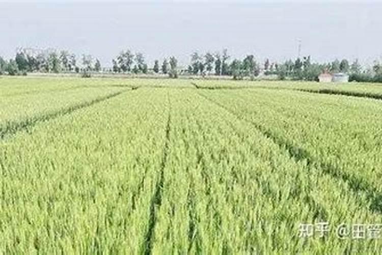 揭秘：为何过量浇灌浆水会导致小麦产量下降？