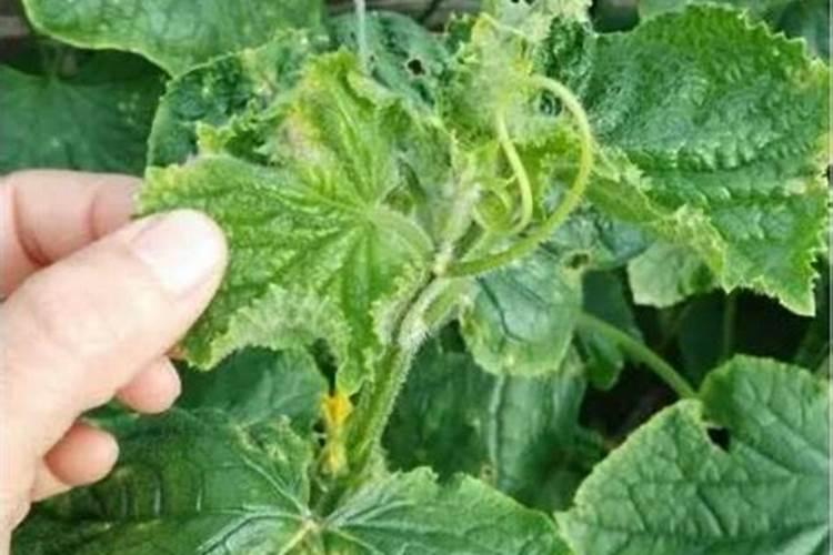 叶面喷药防治温室黄瓜四种害虫