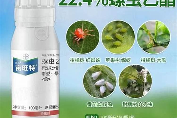 螺虫乙酯红蜘蛛效果如何？！