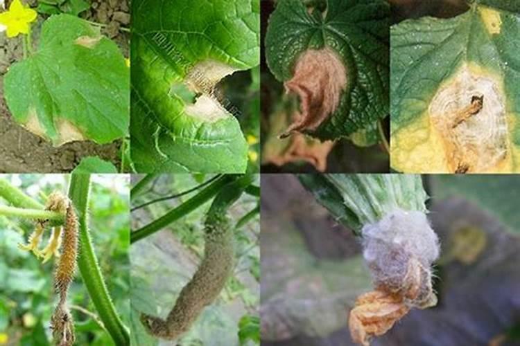 揭秘黄瓜灰霉病：发病原因与防控策略
