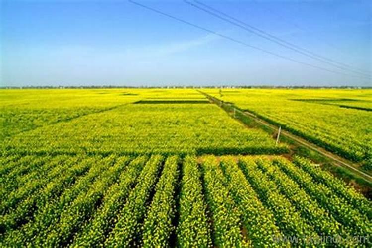 双低油菜高产优化之路：策略与实践解析