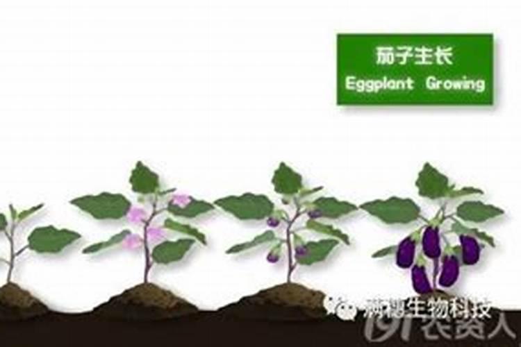 科学种植茄子：施肥与管理的艺术