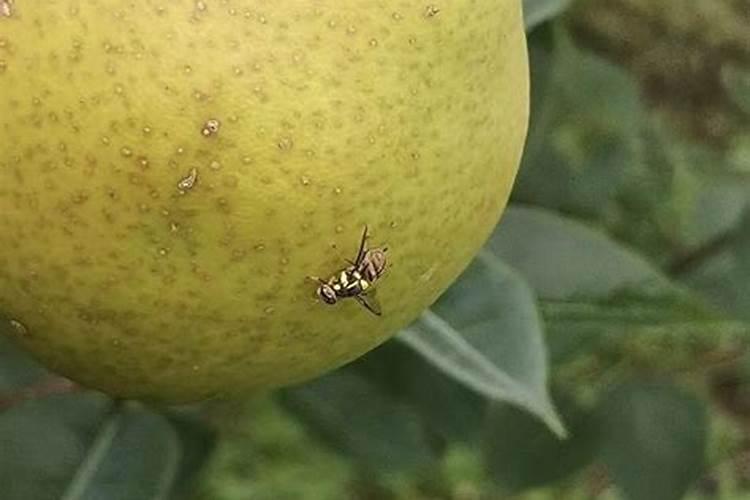桔小实蝇防治全攻略：从识别到根除的科学方法？