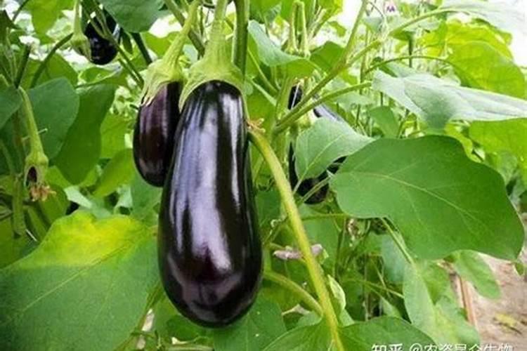 茄子着色不良啥原因？茄子着色不良怎么解决？