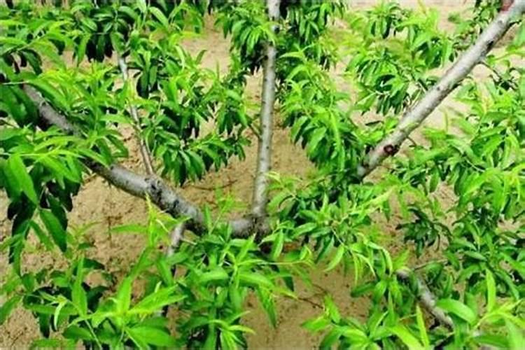 桃树长枝修剪技术的优点