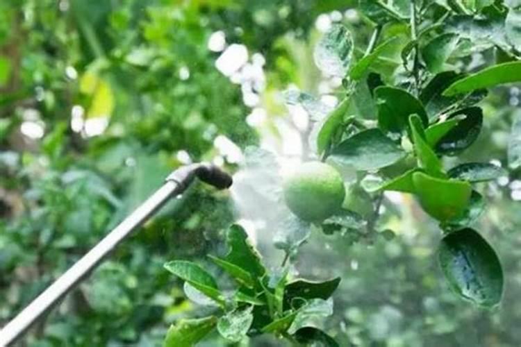 警惕混用禁忌：溴菌腈不宜与哪些农药搭档？