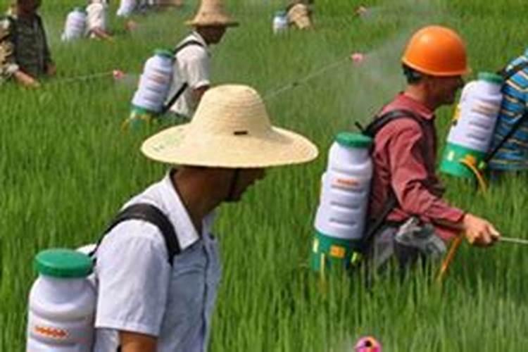 警惕混用禁忌：溴菌腈不宜与哪些农药搭档？
