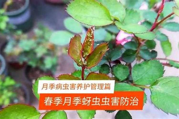 月季花长蚜虫怎么办？