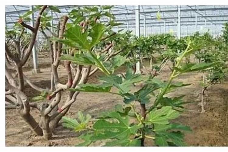 无花果的整形与修剪技术
