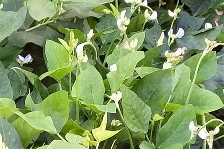 豆角开花期怎样施肥？