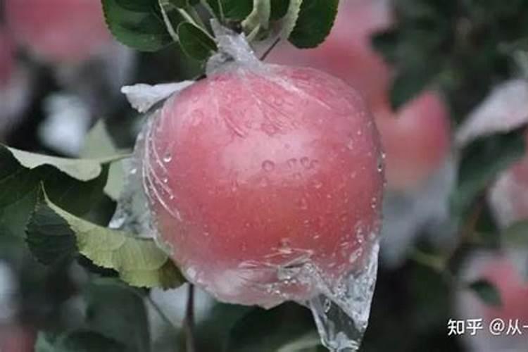 苹果套袋还烂果的原因是什么？