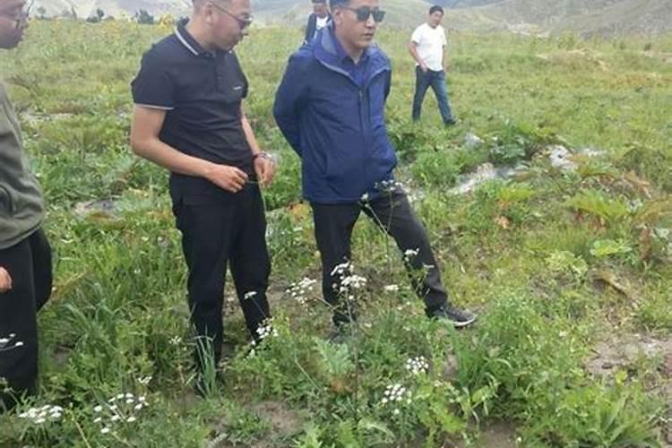 春季播种，药田的黄金季节——药材种植的关键注意事项