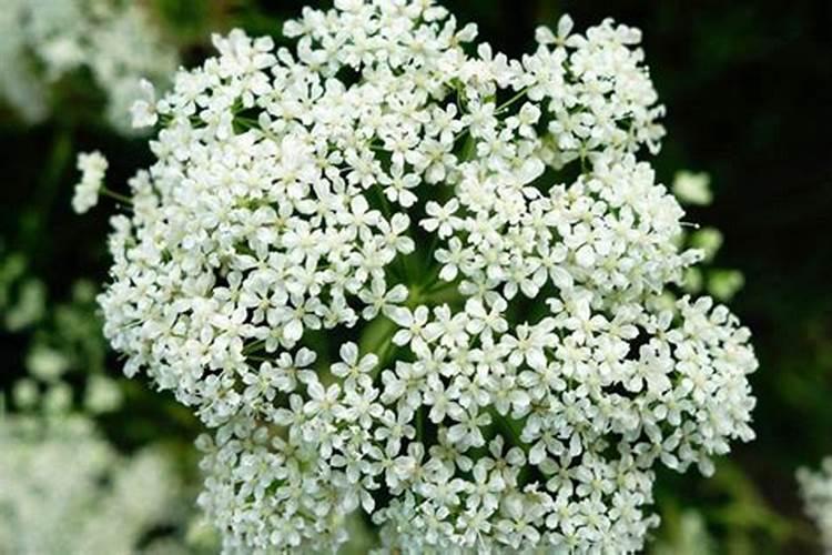 春季播种，药田的黄金季节——药材种植的关键注意事项
