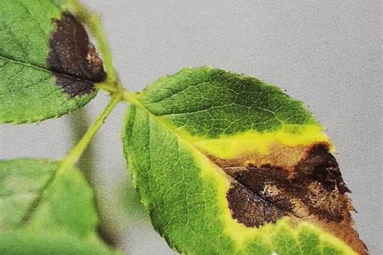 月季黑斑病防治：守护花园中的艳丽之花