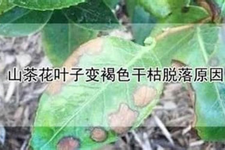 山茶花脱落的原因