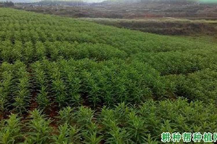 龙牙木的栽培技术