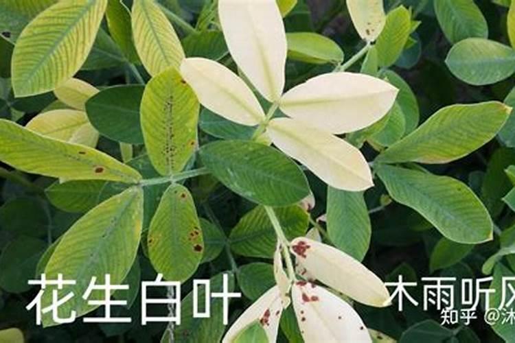 龙牙木的栽培技术