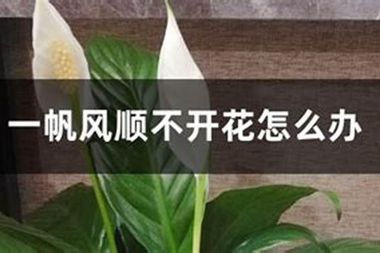 一帆风顺不开花？原因看这里，2招即可解决