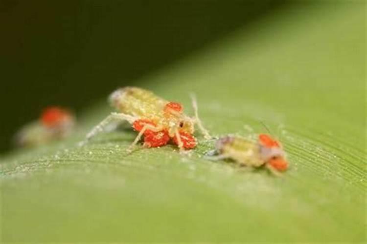 雨季葡萄园的守护者：病虫害防治策略全解析