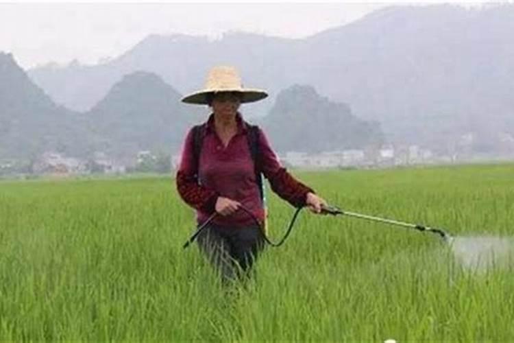 打完药几小时下雨有效一天中最佳喷药时间？