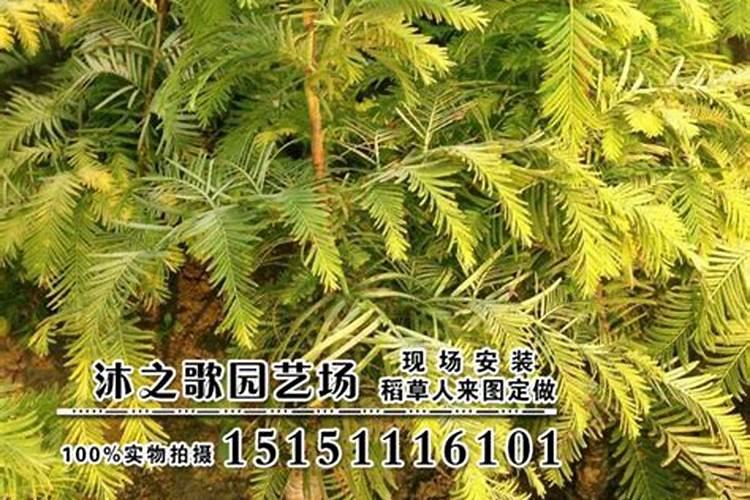 金叶水杉栽培技术，选择水杉苗作砧木