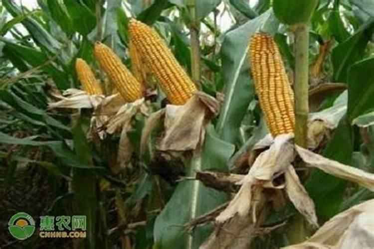 叶面肥尿素一亩地用多少斤合适？