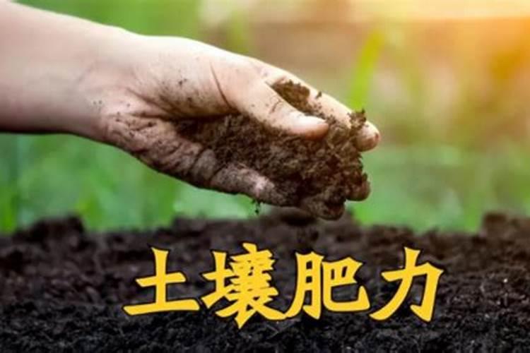 土壤肥力提升之道：耕耘健康土地的秘诀
