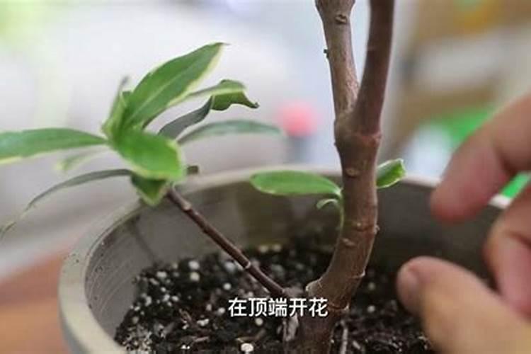 金边瑞香怎么修剪，金边瑞香修剪详细步骤？