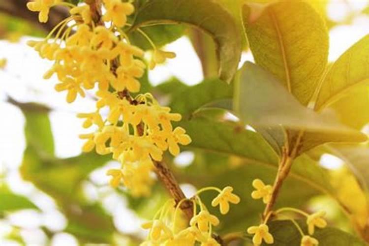 桂花树春季的喷药和施肥方法，桂花树春天施什么肥？