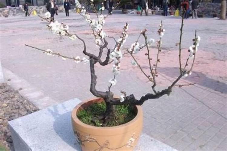 梅花烂根是怎么回事，导致梅花烂根的四种原因？