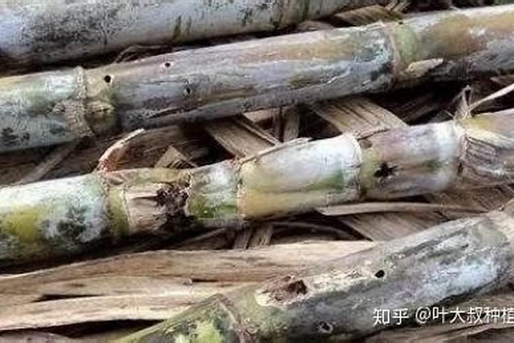 危害甘蔗的主要病虫害有哪些？