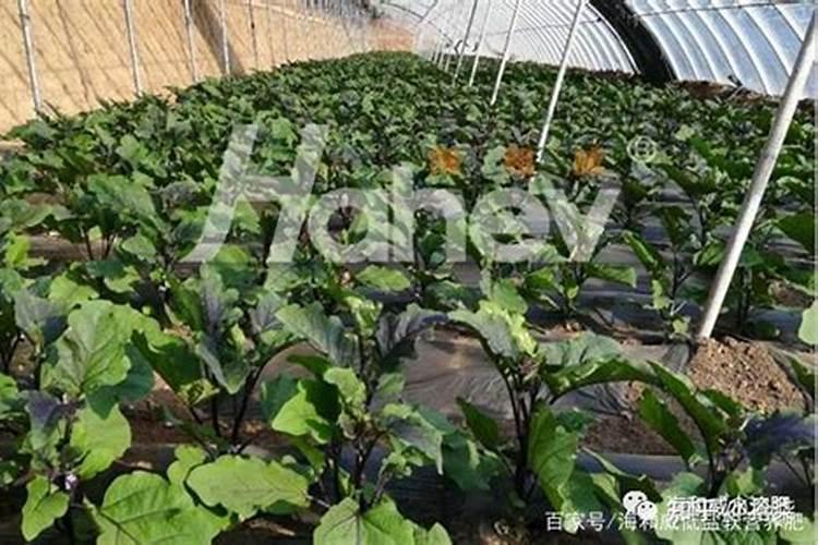 施用叶面肥的原因
