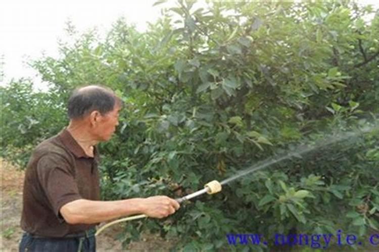 施用叶面肥的原因