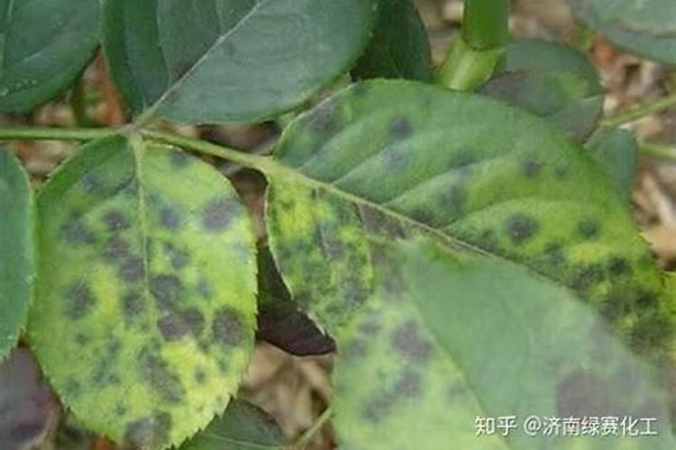 玫瑰花病害的防治方法，附玫瑰花病害的危害症状？