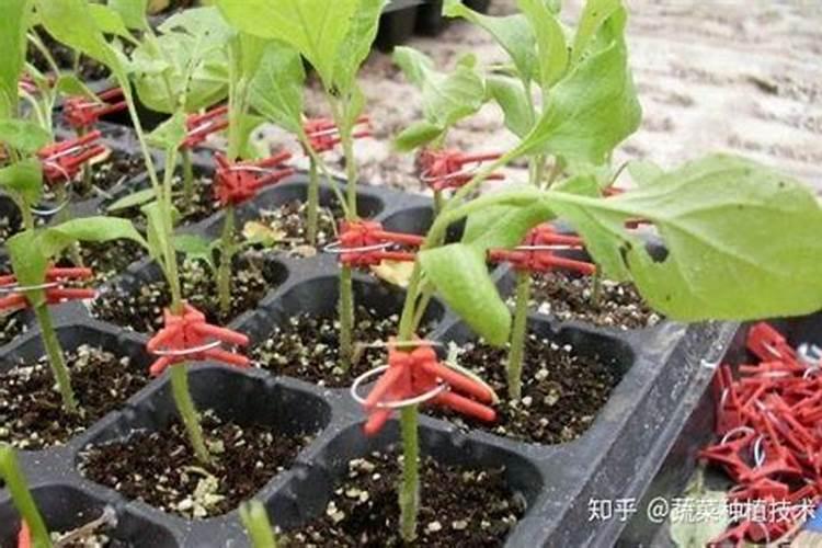 长茄嫁接应注意的问题