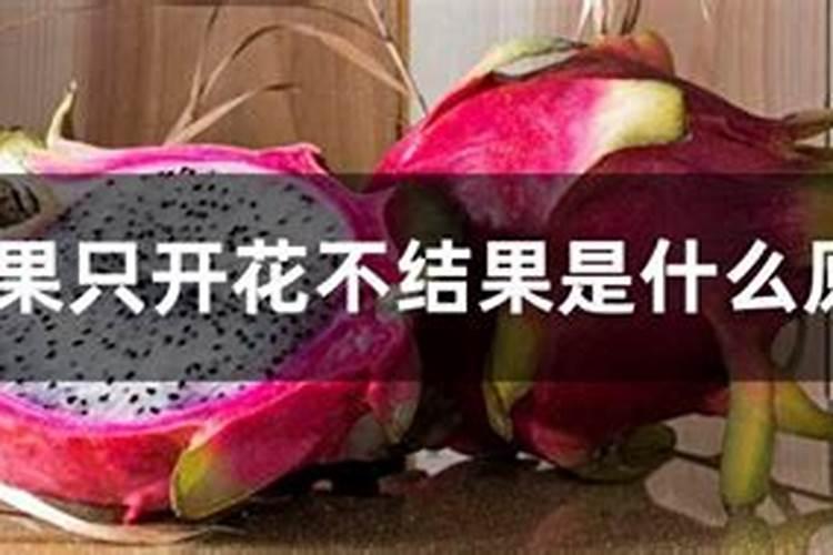 火龙果不开花的原因