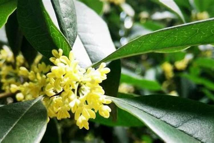 促进桂花花多花香？