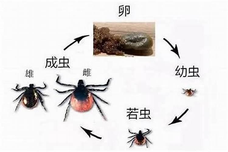 警惕隐形杀手：毒死蜱药害的深度剖析与防范